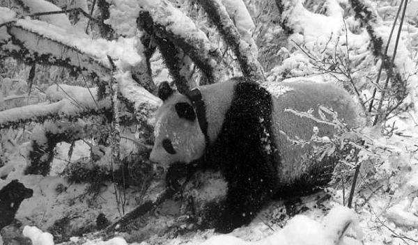 Photo of a panda wearing a GPS collar meandering through the Wolong Nature Reserve
