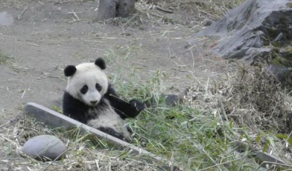 panda sitting in the grass