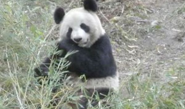 panda eating bamboo