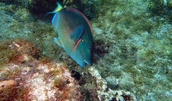 stoplight parrotfish feeding on algae