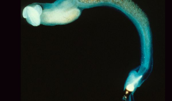 Photo of a shipworm