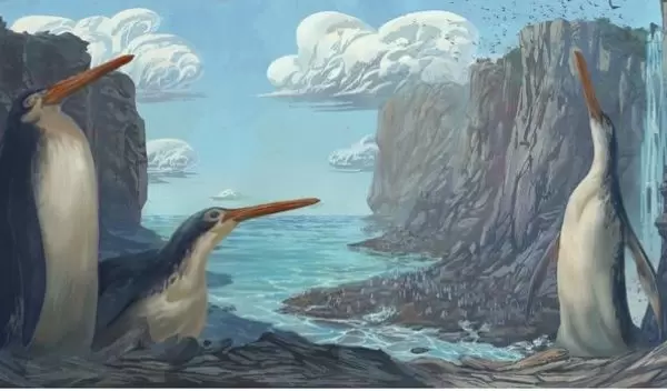 The Kawhia giant penguin Kairuku waewaeroa