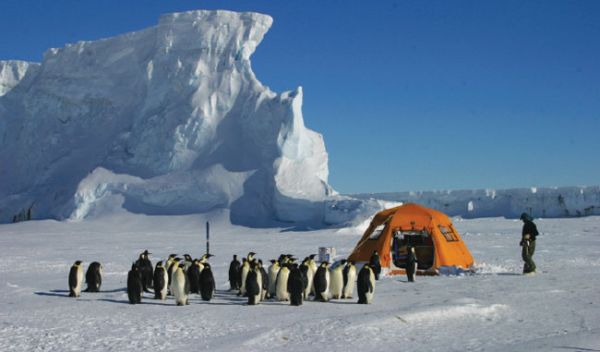 Photo of emperor penguins approaching field camp at Cape Washington, Antarctica