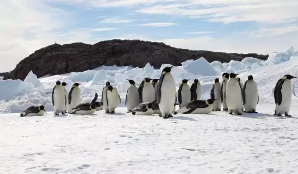 emperor penguins