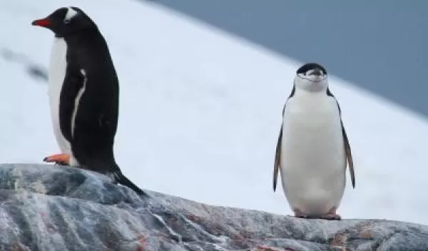 penguins