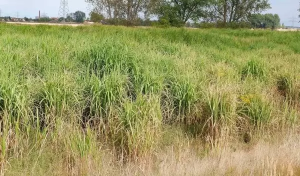 grass