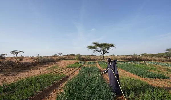 a man waters his crops near Lampsar