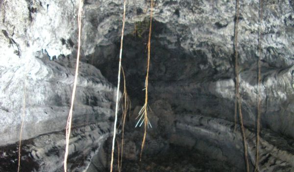 Photo of roots hanging from the roof of a lava tube.