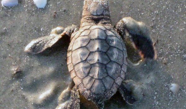 loggerhead sea turtle
