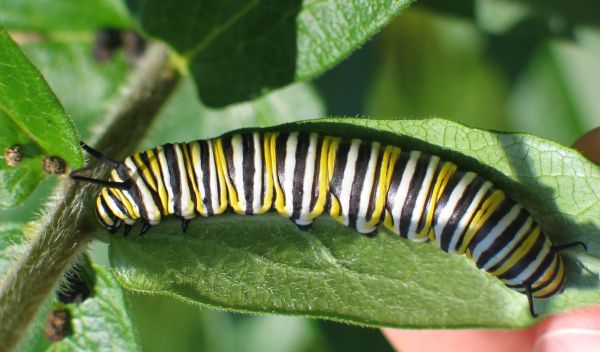 Photo of a monarch caterpillar.