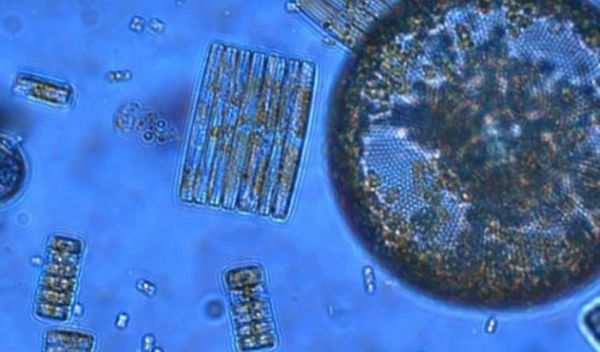 A mosaic of phytoplankton species from the Southern Ocean.
