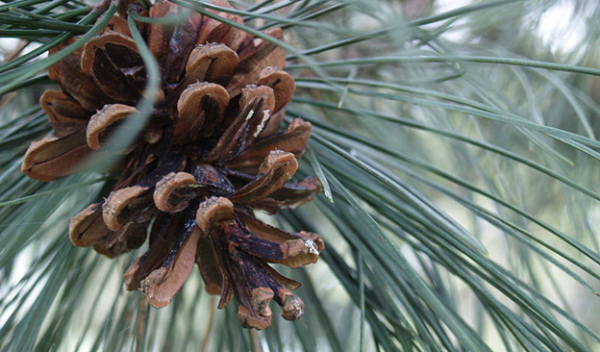 an opened pine cone on a tree