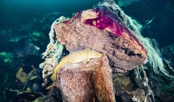 A burbot fish resting on microbial mats inside the Middle Island Sinkhole in Lake Huron.â¯