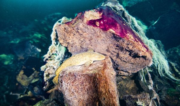 A burbot fish resting on microbial mats inside the Middle Island Sinkhole in Lake Huron.â¯