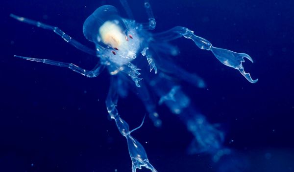 plankton