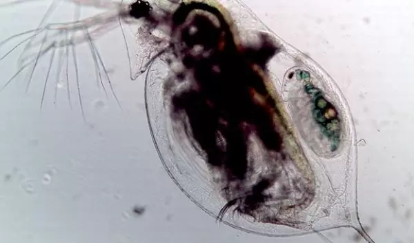 Daphnia