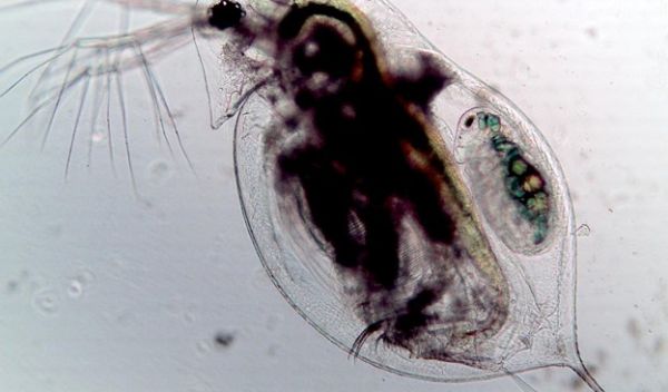 Daphnia