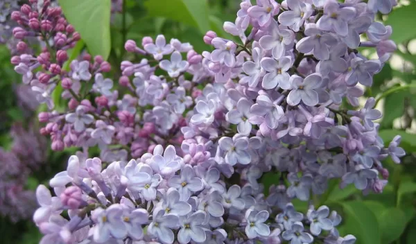 purple lilacs