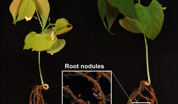 bacterium that produces the antibiotic phazolicin forms nodules on bean plant roots