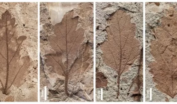 plant fossils