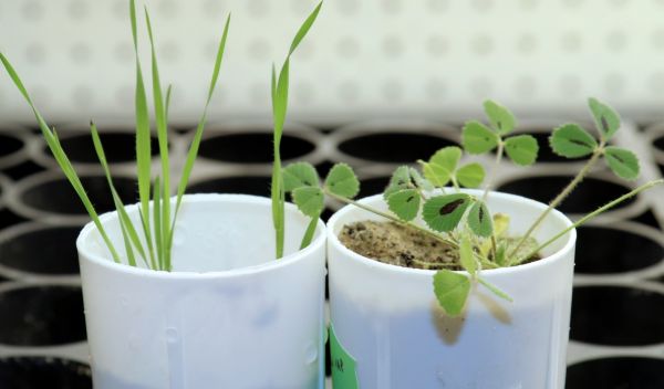Brachypodium distachyon (left) and Medicago truncatula (right)