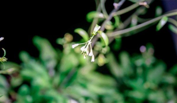 a plant