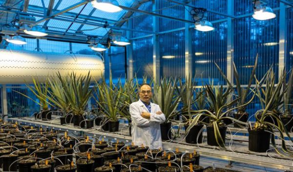 Scientists use a gene from agave to engineer greater stress tolerance in plants.