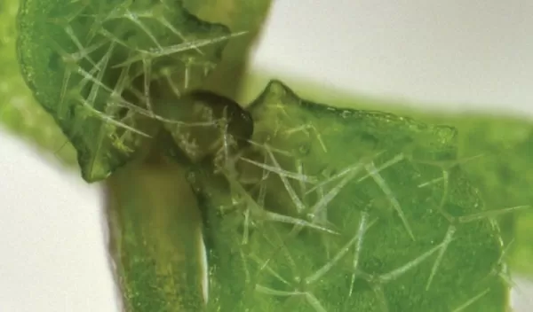 Arabidopsis thaliana plant