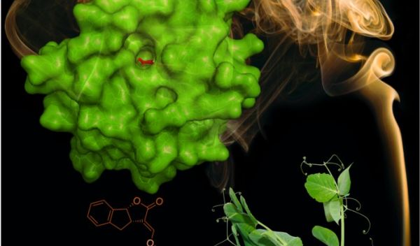 hormone sensors in pea plants