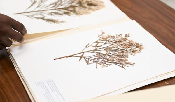 Harvard University Herbaria collected species Baccharis neglecta, or false willow.