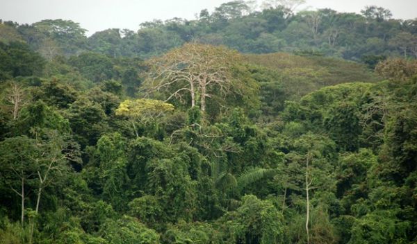 the rainforest on Panama's Barro Colorado Island