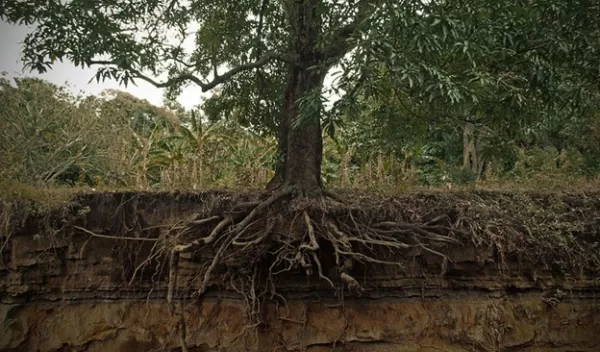 Ecologists have developed a theory about how plants 'pay' their microbes.