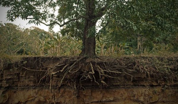 Ecologists have developed a theory about how plants 'pay' their microbes.
