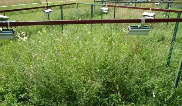 infrared warming array