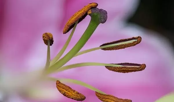 By century's end, spring pollen emissions could begin 40 days earlier.