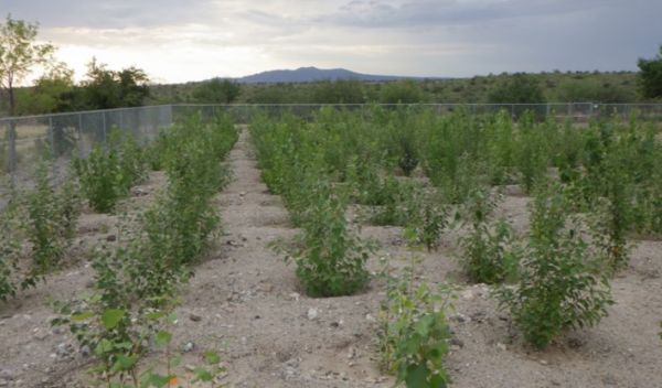 Poplar trees