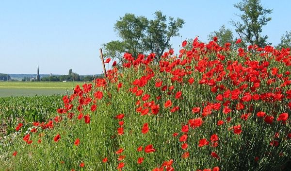 Chemists have created a synthetic version of a rare extract from poppy plants.