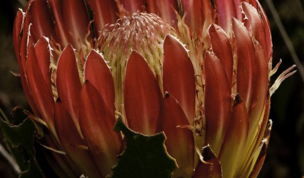 Photo of Protea obtusifolia.