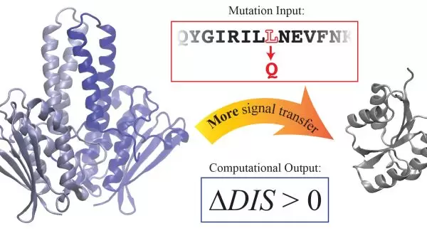 two component signaling proteins.