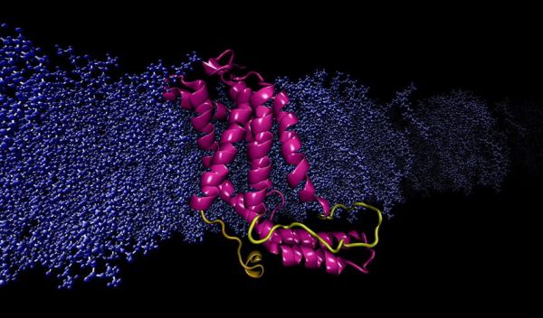 computational model YidC2 protein embedded cell membrane
