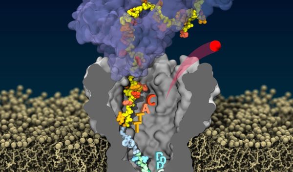 High-fidelity reading of single protein composition by pulling the same protein through a nanopore.