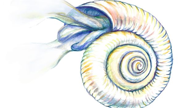 Illustration of a Southern Ocean pteropod, a mollusk endangered by ocean acidification.