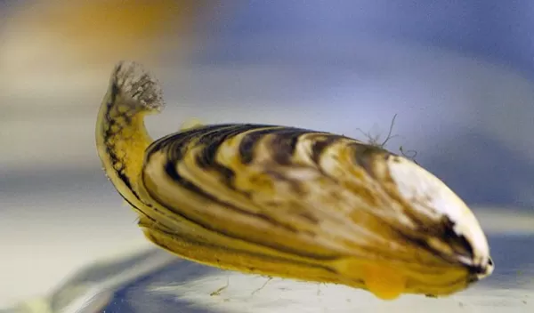 Quagga mussel