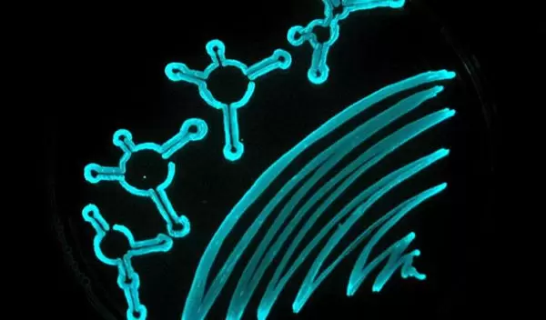 Photo showing a petri dish swabbed with a culture of bioluminiscent marine bacteria.