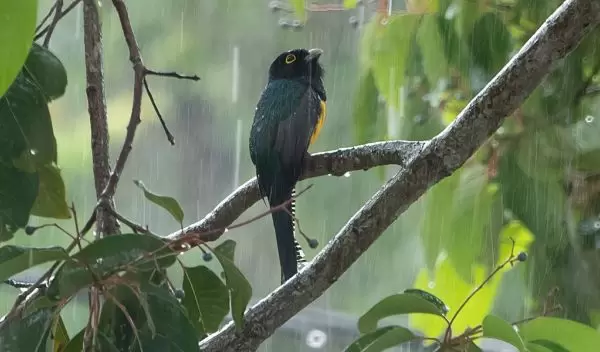 male Violaceous Trogon in a rainstorm