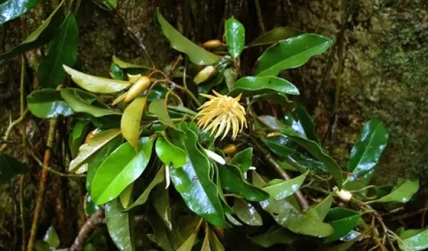 Galbulimima belgraveana tree