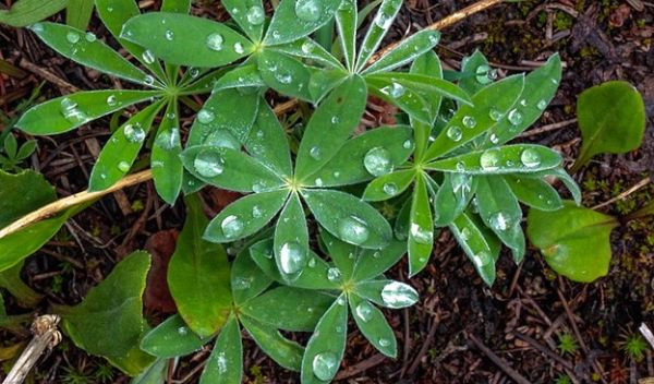 plant with rain drops on the leaves