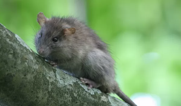 Rat on a tree branch