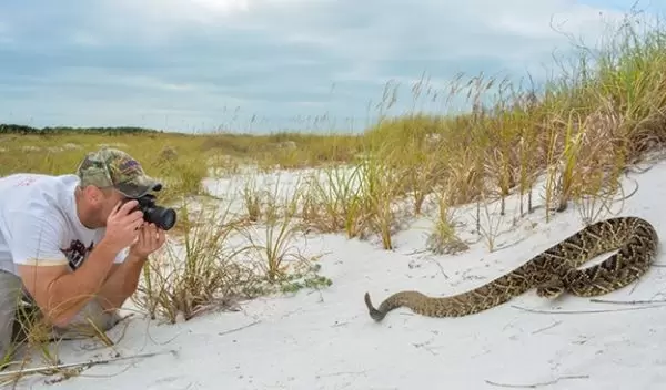 Mark Margres photographs an Eastern Diamondback Rattlesnake