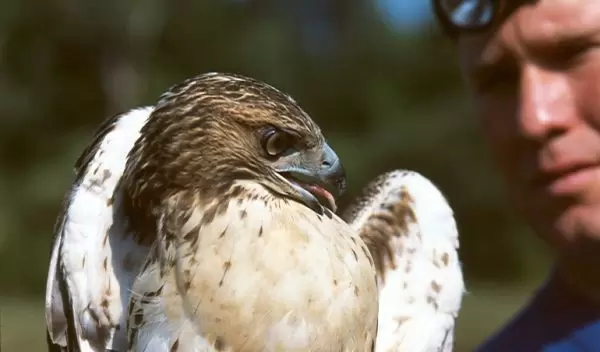 Photo of Professor James Hewlett with a red-tailed hawk in hand.